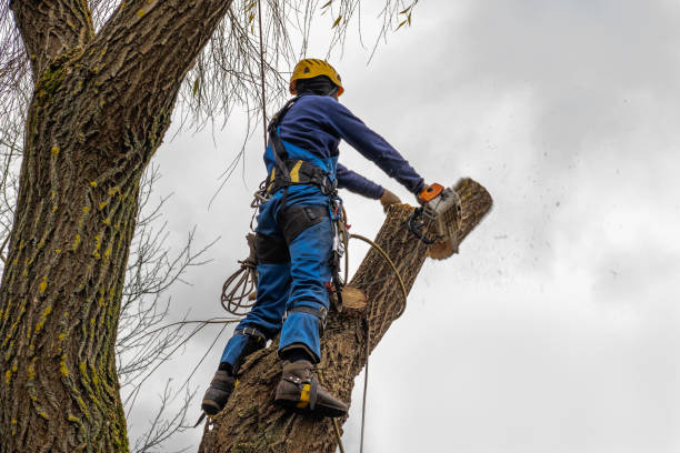 Professional Tree Service in Springerville, AZ